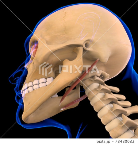 Stylohyoid Muscle Anatomy For Medical Concept 3D Stylohyoid Muscle Anatomy For Medical Concept 3D 78480032