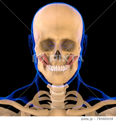 Zygomaticus Major and minor Muscle Anatomy For Medical Concept 3D 78480048