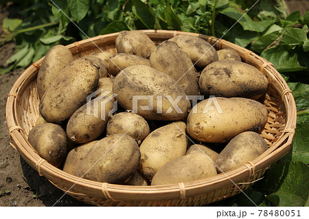 新ジャガの収穫（メークイン） 78480051