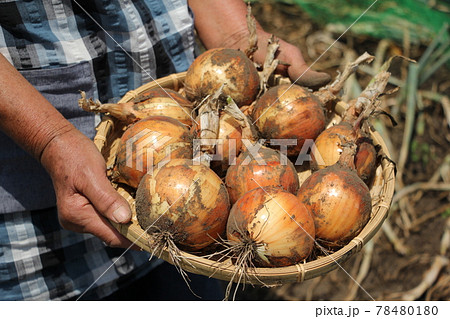 新タマネギの収穫 新タマネギの収穫 78480180