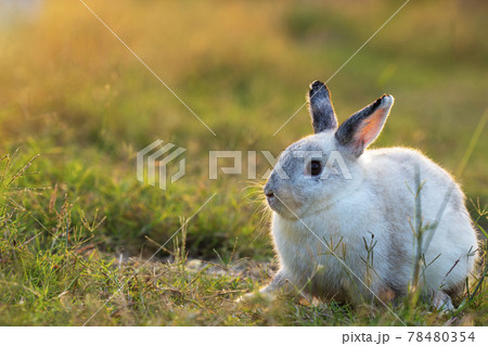 Easter bunny concept. Adorable fluffy little white and grey rabbits looking at something Easter bunny concept. Adorable fluffy little white and grey rabbits looking at something 78480354
