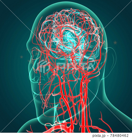 Human Arteries And Veins For Medical Concept 3D Human Arteries And Veins For Medical Concept 3D 78480462
