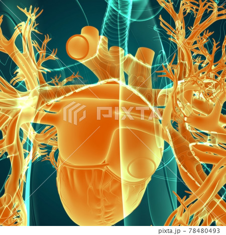 Human Heart Anatomy For Medical Concept 3D Human Heart Anatomy For Medical Concept 3D 78480493