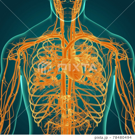 Human Heart With Circulatory System Anatomy For Medical Concept 3D 78480494
