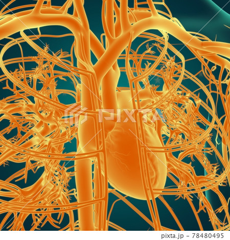 Human Heart With Circulatory System Anatomy For Medical Concept 3D 78480495