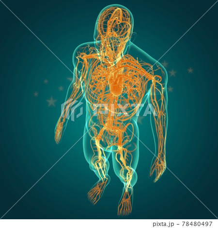 Human Heart With Circulatory System Anatomy For Medical Concept 3D 78480497