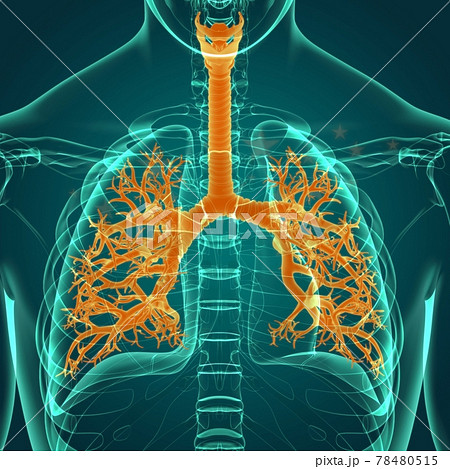 Lungs Human Respiratory System Anatomy For Medical Concept 3D 78480515