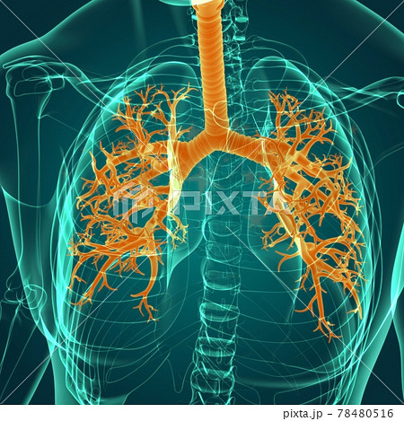 Lungs Human Respiratory System Anatomy For Medical Concept 3D 78480516