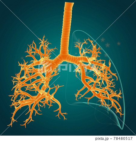 Lungs Human Respiratory System Anatomy For Medical Concept 3D 78480517