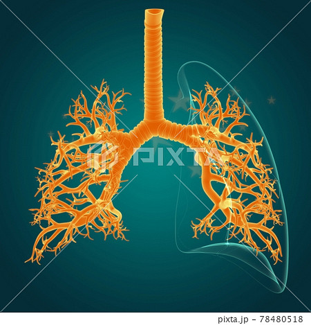 Lungs Human Respiratory System Anatomy For Medical Concept 3D 78480518