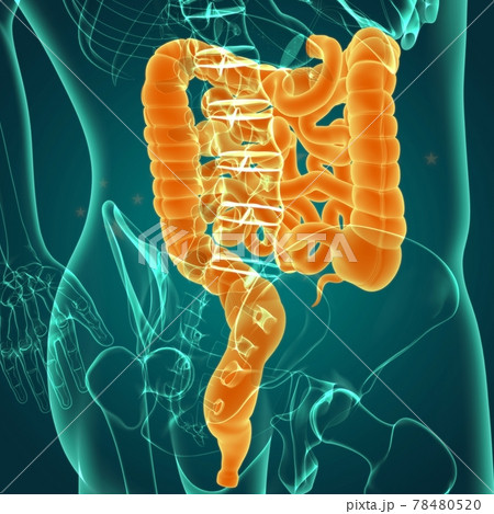 Small and large Intestine 3D Illustration Human Digestive System Anatomy Small and large Intestine 3D Illustration Human Digestive System Anatomy 78480520