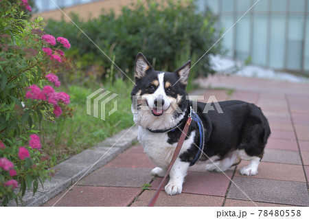 ピンク色の花と散歩中の黒いコーギー犬の写真素材