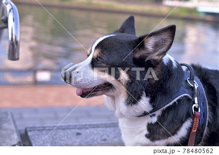 水辺を散歩する黒いコーギー犬の横顔 水辺を散歩する黒いコーギー犬の横顔 78480562
