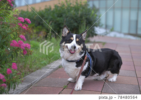 ピンク色の花と散歩中の黒いコーギー犬の写真素材 [78480564] - PIXTA