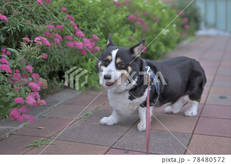 ピンク色の花と散歩中の黒いコーギー犬 78480572