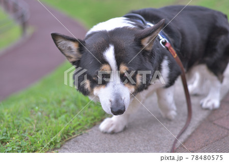 土手を散歩する黒いコーギー犬 78480575