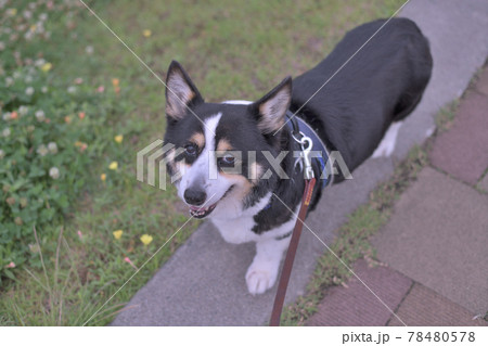 土手を散歩する黒いコーギー犬 土手を散歩する黒いコーギー犬 78480578