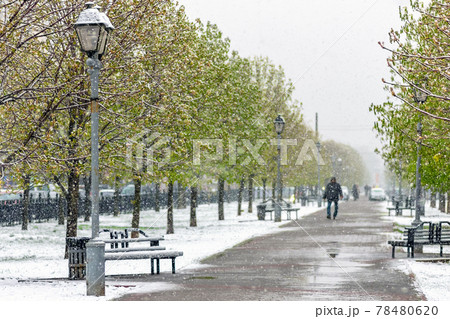 It snows in the springtime in the chestnut park the trees have opened their green leaves. Bad 78480620