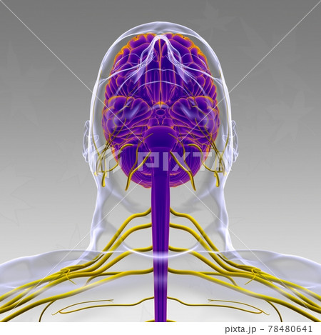 Human Brain Anatomy For Medical Concept 3D Rendering 78480641