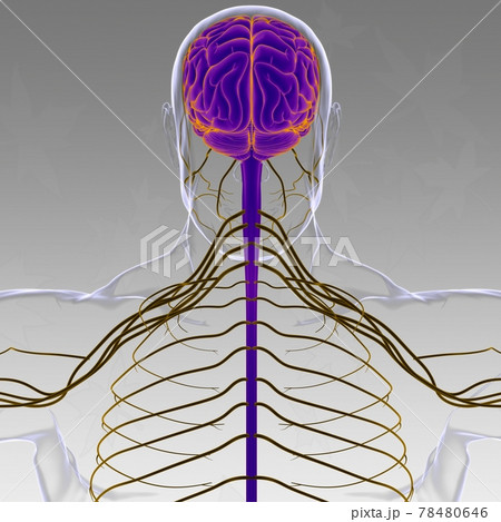 Human Brain Anatomy For Medical Concept 3D 78480646