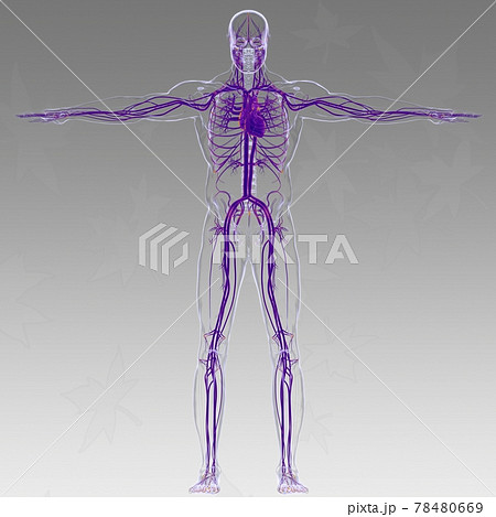 Human Heart With Circulatory System Anatomy For Medical Concept 3D 78480669