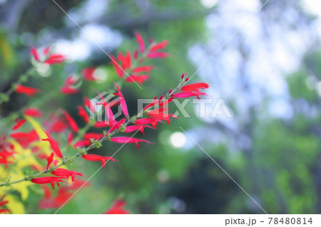 パイナップルセージ 78480814