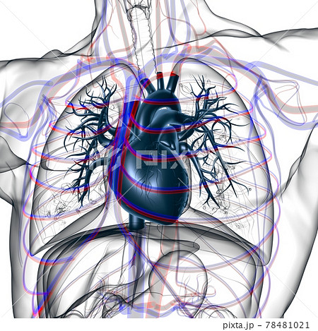 Lungs Human Respiratory System Anatomy For Medical Concept 3D Rendering 78481021
