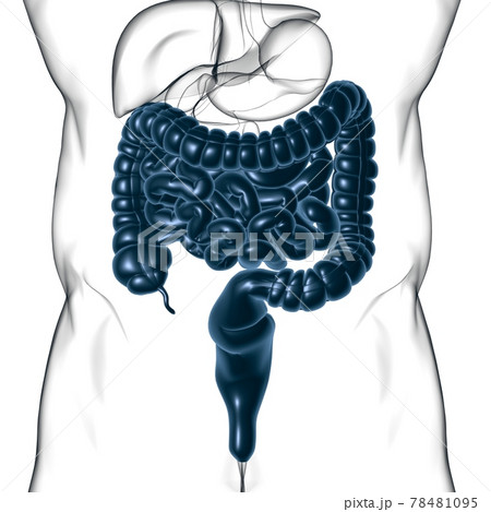 Small and Large Intestine 3D Illustration Human Digestive System Anatomy Small and Large Intestine 3D Illustration Human Digestive System Anatomy 78481095