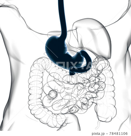 Stomach Anatomy Human Digestive System For Medical Concept 3D Rendering 78481106