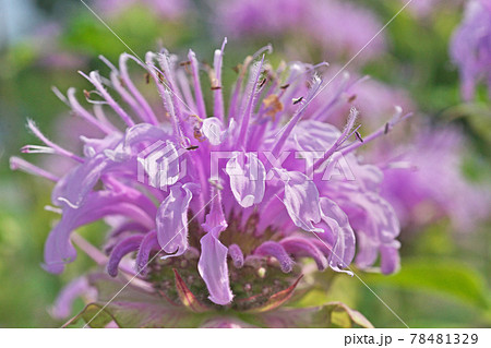 ピンクのベルガモットの花 78481329