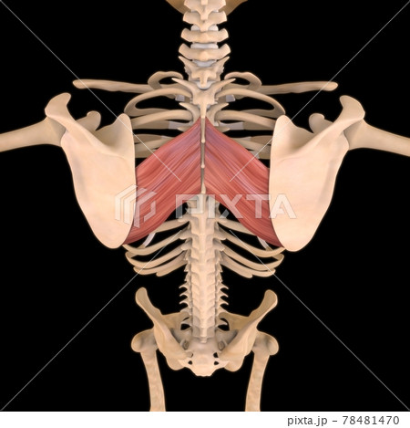 Rhomboid Major Muscle Anatomy For Medical Concept 3D Illustration 78481470