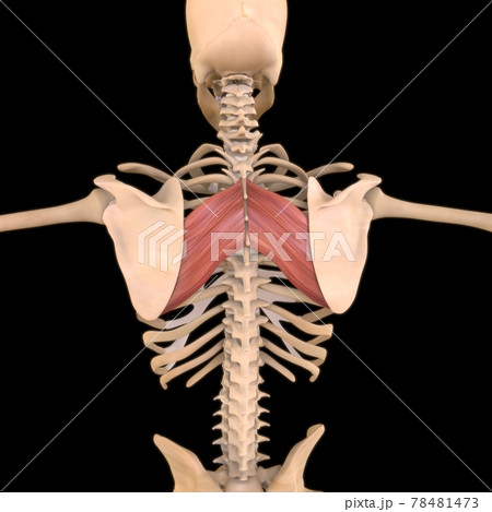 Rhomboid Major Muscle Anatomy For Medical Concept 3D Illustration 78481473