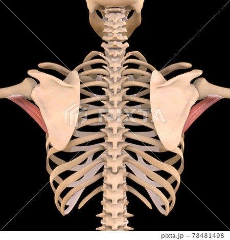 Teres Major Muscle Anatomy For Medical Concept 3D Illustration 78481498