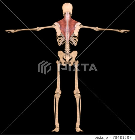 Trapezius Muscle Anatomy For Medical Concept 3D Illustration 78481507