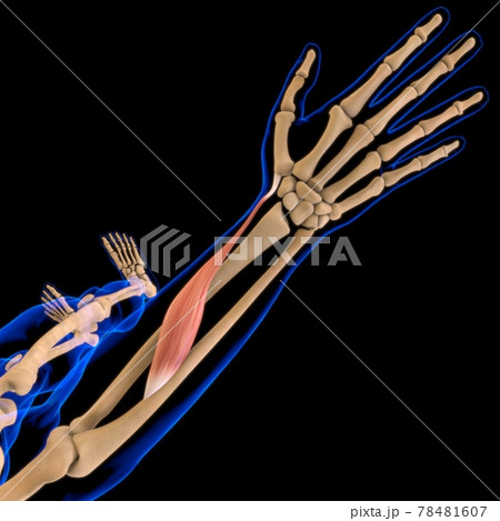 Abductor Pollicis Longus Muscle Anatomy For Medical Concept 3D Illustration Abductor Pollicis Longus Muscle Anatomy For Medical Concept 3D Illustration 78481607