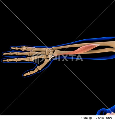 Abductor Pollicis Longus Muscle Anatomy For Medical Concept 3D Illustration Abductor Pollicis Longus Muscle Anatomy For Medical Concept 3D Illustration 78481609
