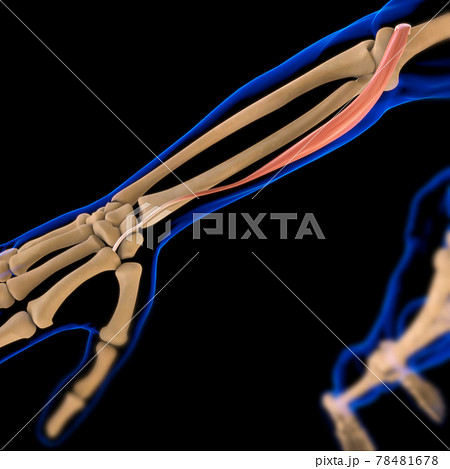 Extensor Carpi Radialis Longus Muscle Anatomy For Medical Concept 3D Illustration 78481678
