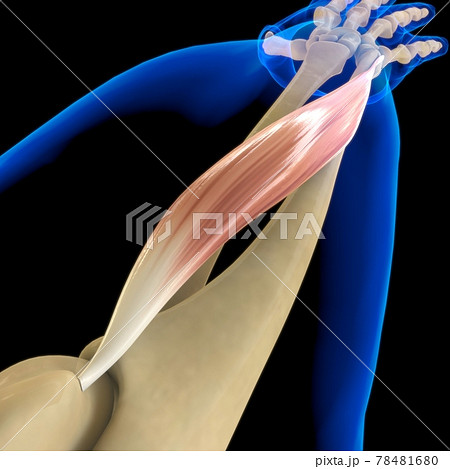 Extensor Carpi Ulnaris Muscle Anatomy For Medical Concept 3D Illustration 78481680