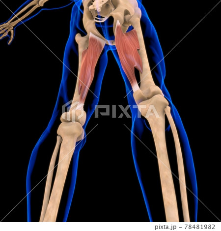 Adductor Magnus Muscle Anatomy For Medical Concept 3D Illustration 78481982
