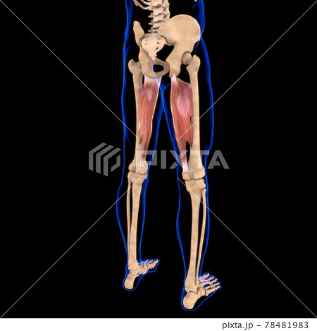 Adductor Magnus Muscle Anatomy For Medical Concept 3D Illustration Adductor Magnus Muscle Anatomy For Medical Concept 3D Illustration 78481983