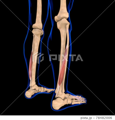 Flexor Hallucis Longus Muscle Anatomy For Medical Concept 3D Illustration Flexor Hallucis Longus Muscle Anatomy For Medical Concept 3D Illustration 78482006