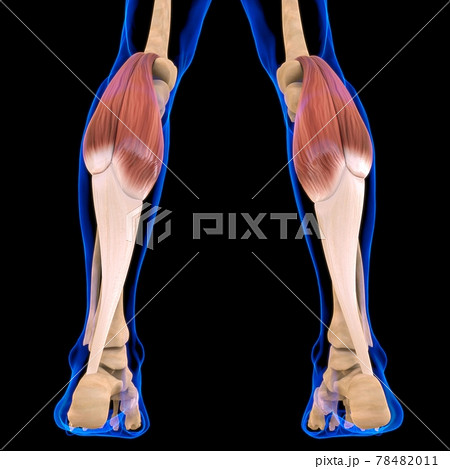 Gastrocnemius Muscle Anatomy For Medical...のイラスト素材 [78482011] - PIXTA