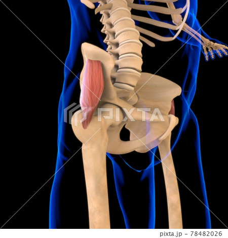 Gluteus Minimus Muscle Anatomy For Medical Concept 3D Illustration Gluteus Minimus Muscle Anatomy For Medical Concept 3D Illustration 78482026