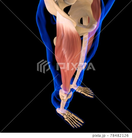 Tensor Fasciae Latae Muscle Anatomy For Medical Concept 3D Illustration 78482126