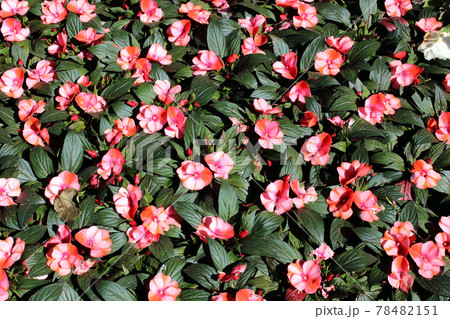 Late spring - beginning of summer, beautiful  flowers and plants in Zagreb, Croatia 78482151