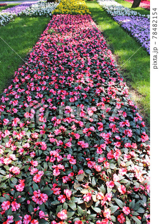 Late spring - beginning of summer, beautiful  flowers and plants in Zagreb, Croatia 78482154