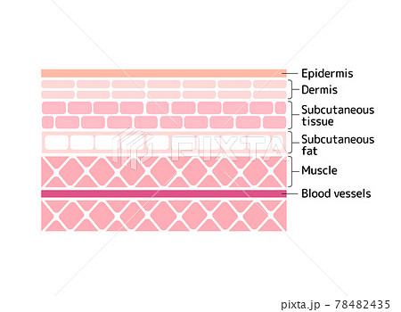 人体皮膚の断面図イラスト （表皮から筋肉まで）/ 英語 78482435