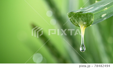 Aloe Vera leaf leaf with dripping beneficial liquid. 78482494