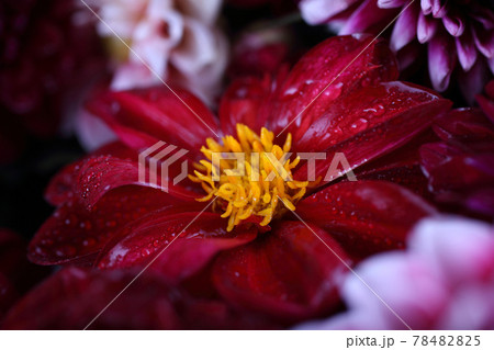 Dahlia flower and bokeh flowers background 78482825