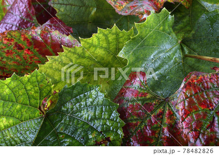 Autumn multicolor grape leaves background Autumn multicolor grape leaves background 78482826